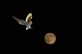 Image result for barn owl ghost