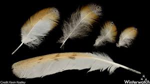 Image result for barn owl feathers